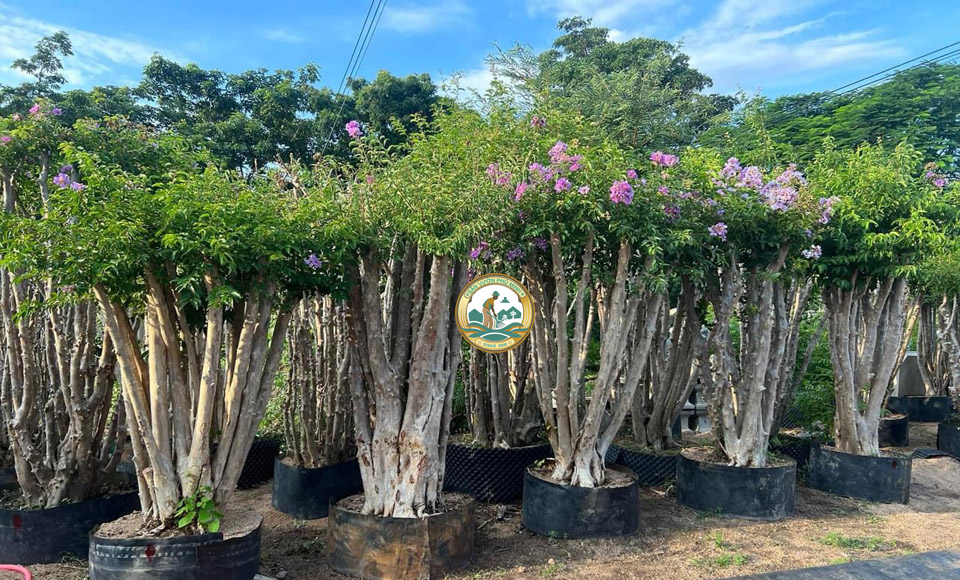 Mua cây công trình đường phố