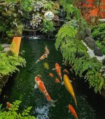 Thi công hồ cá koi giá rẻ