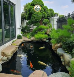 Thi công hồ cá koi ở hà nội