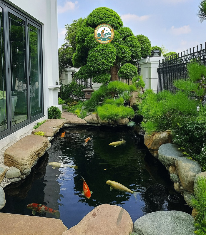 Thi công hồ cá koi ở hà nội