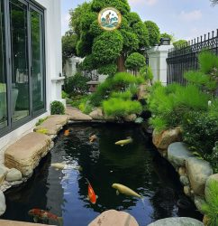 Thi công hồ koi ở hà nội