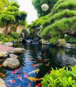 Thiết kế hồ cá koi sân vườn