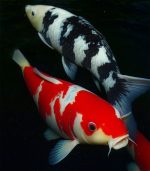 thiết kế hồ koi Hà Nội