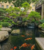 thiết kế thi công hồ cá koi hà nội