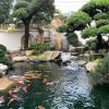 Thiết kế tiểu cảnh hồ cá koi
