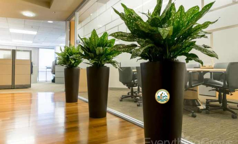 Thuê cây cảnh hà nội