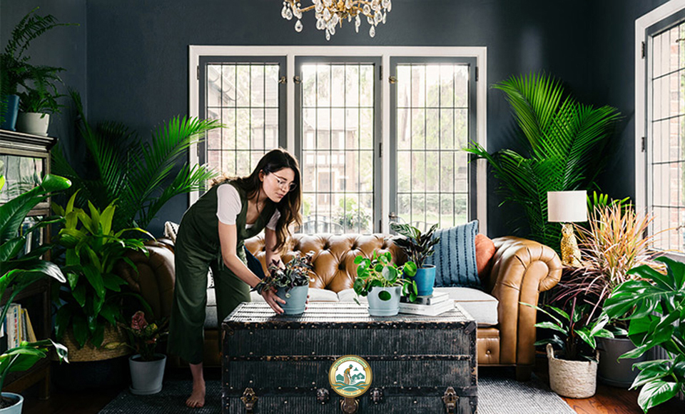 Thuê cây nội thất văn phòng