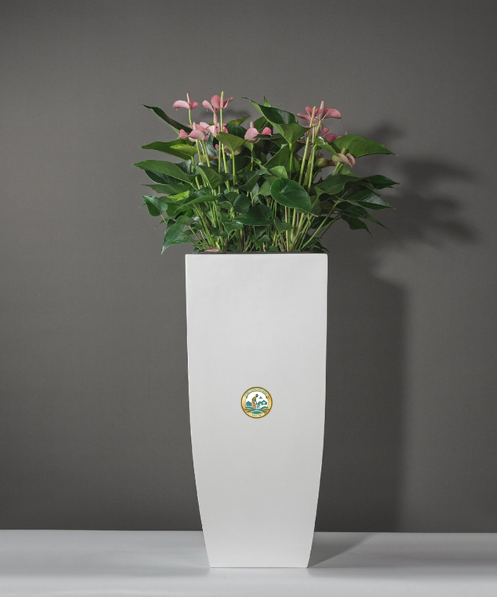 bán chậu cây composite