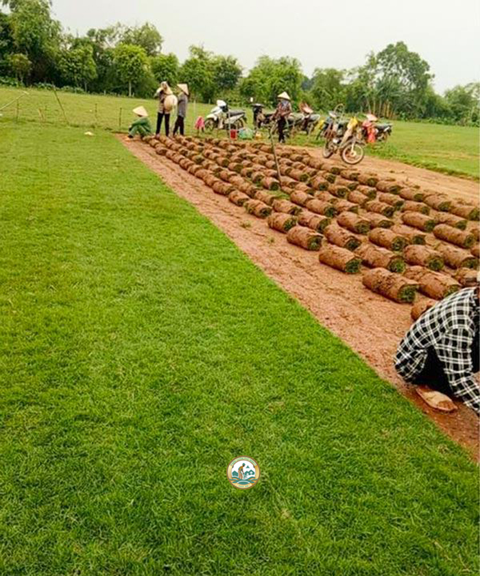 bán cỏ nhung nhật