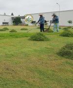 cắt cỏ vệ sinh sân vườn