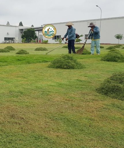 cắt cỏ vệ sinh sân vườn