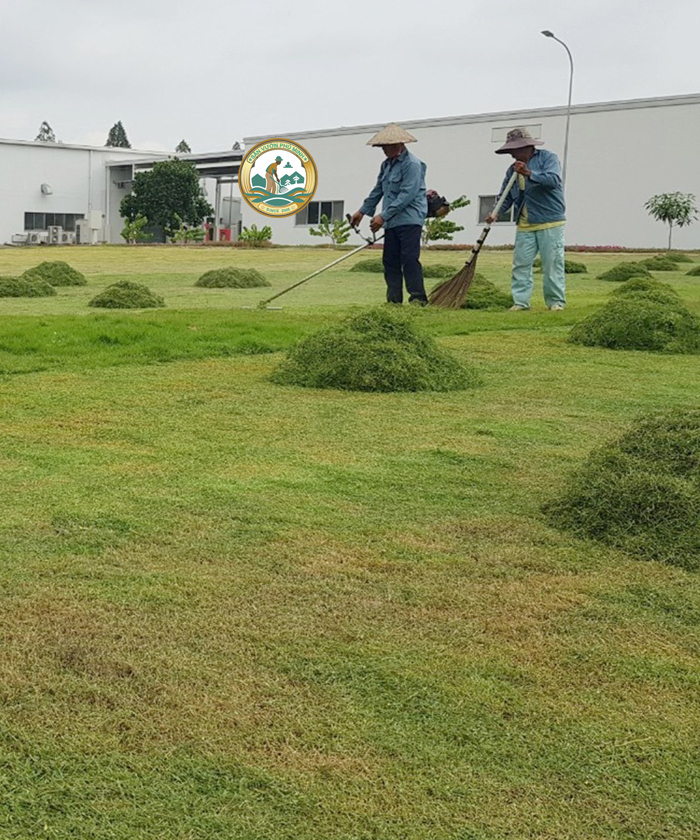 cắt cỏ vệ sinh sân vườn