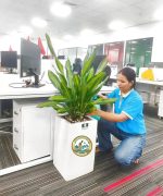 chăm sóc cây cảnh văn phòng hà nội