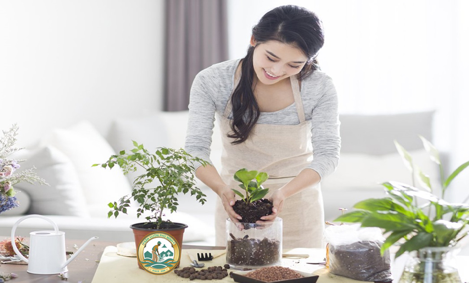 Chăm sóc cây văn phòng