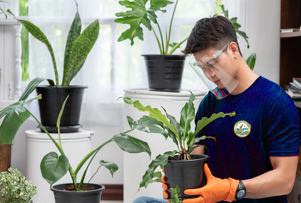 Chăm sóc cây xanh văn phòng hà nội