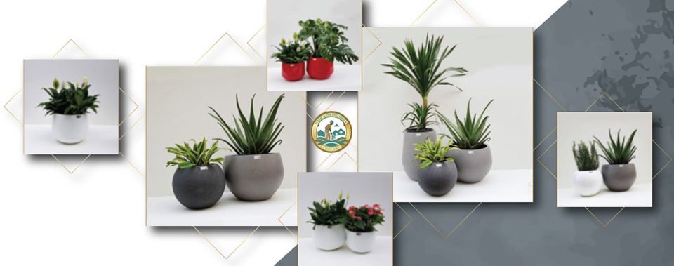 chậu cây cao cấp phú minh