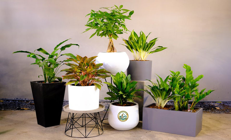 chậu composite hình tròn