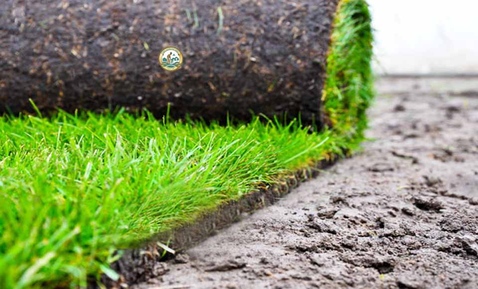 cỏ nhật giá rẻ