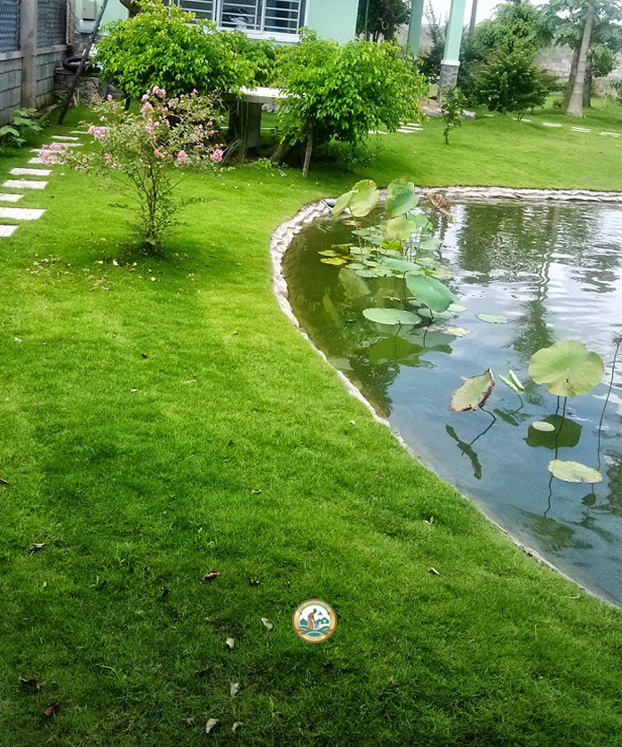 cỏ nhung nhật sân vườn phú minh