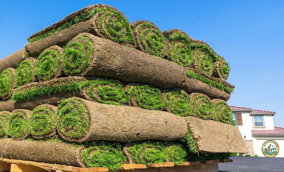 cỏ thảm sân vườn tự nhiên