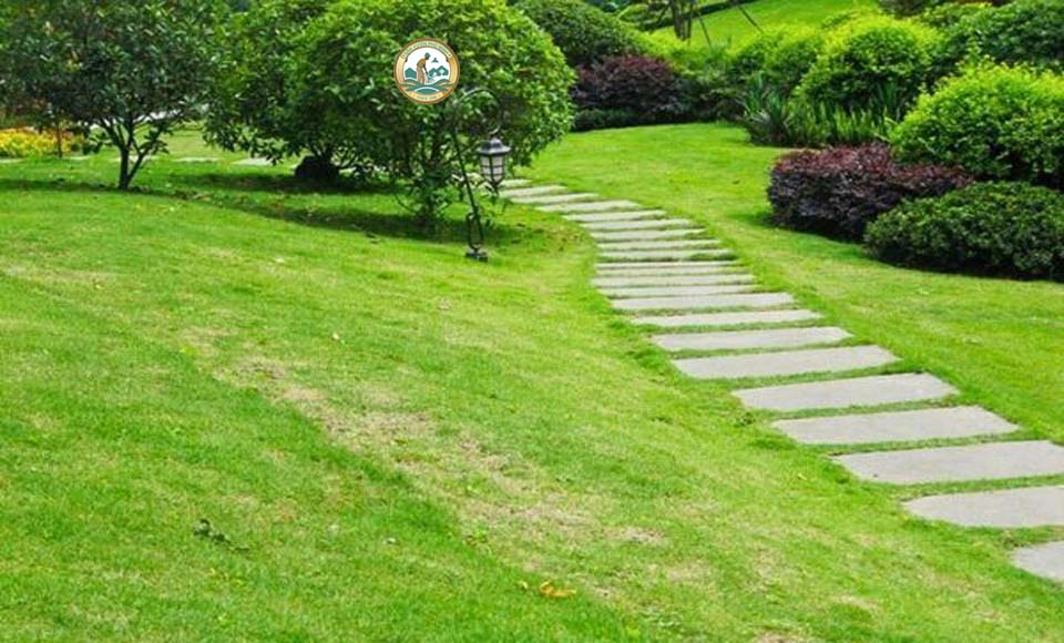 cỏ thảm sân vườn