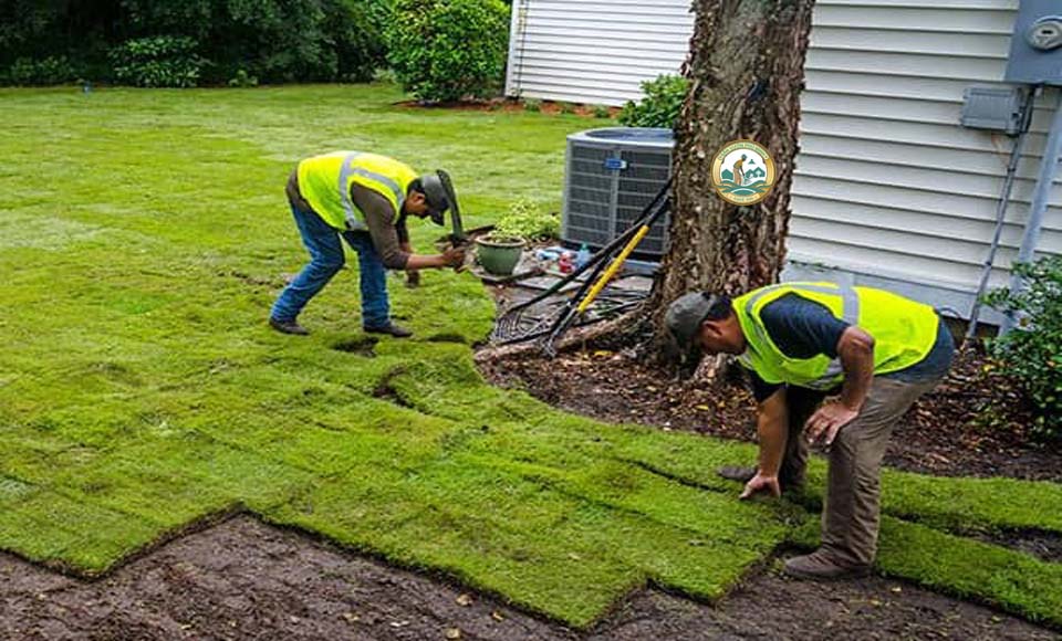 cỏ thảm tự nhiên hà nội