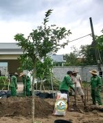 Đào gốc cây tại hà nội