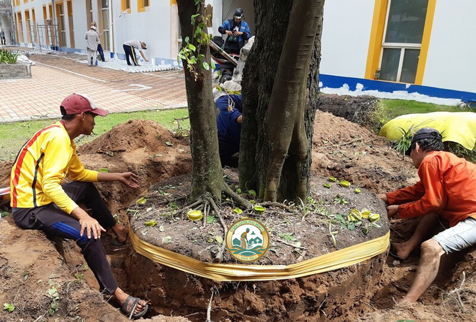 Di chuyển cây xanh