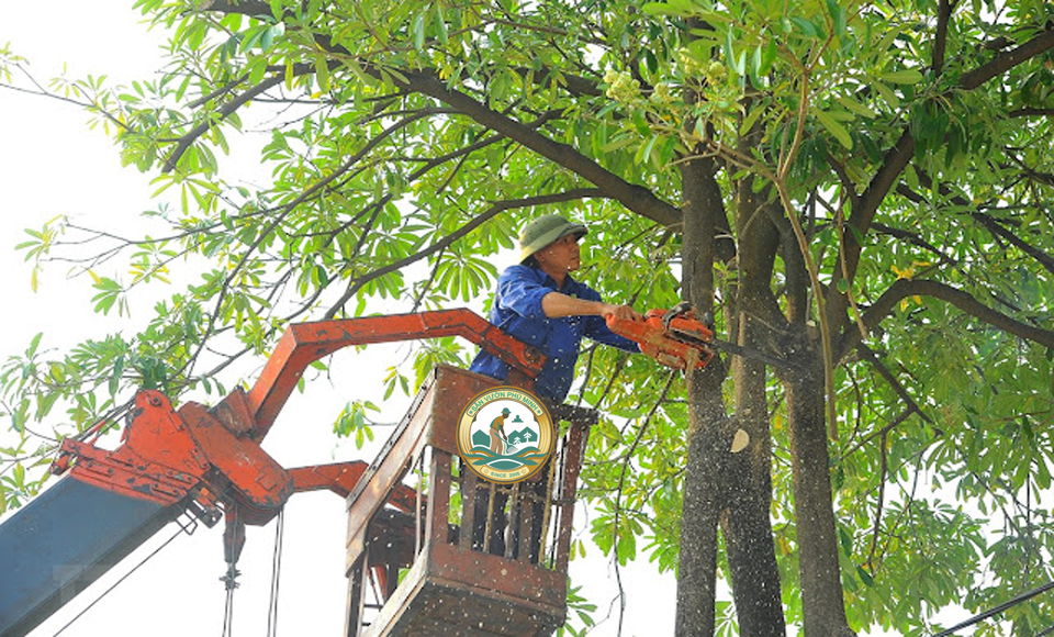 Dịch vụ cắt cây xanh tại hà nội