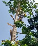 dịch vụ cắt cây xanh hà nội