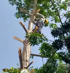 dịch vụ cắt cây xanh hà nội