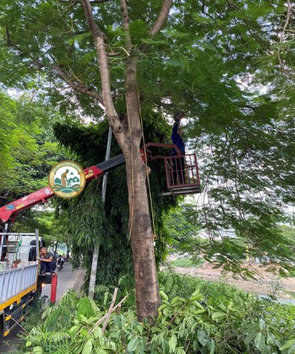 dịch vụ cắt tỉa cành cây hà nội