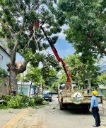 dịch vụ cắt tỉa cây