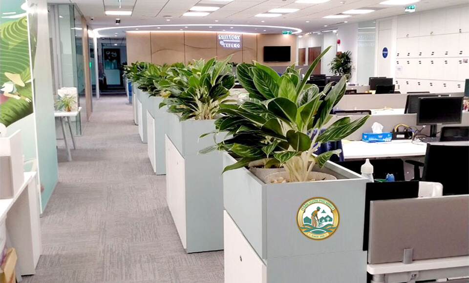 dịch vụ cây văn phòng hà nội