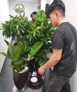 dịch vụ chăm sóc cây cảnh văn phòng