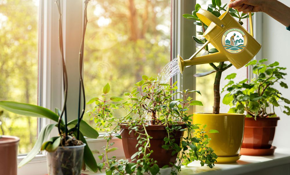 dịch vụ Chăm sóc cây văn phòng