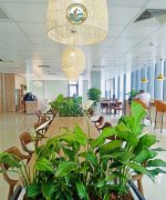 dịch vụ chăm sóc cây xanh văn phòng