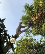 dịch vụ cưa cây hà nội