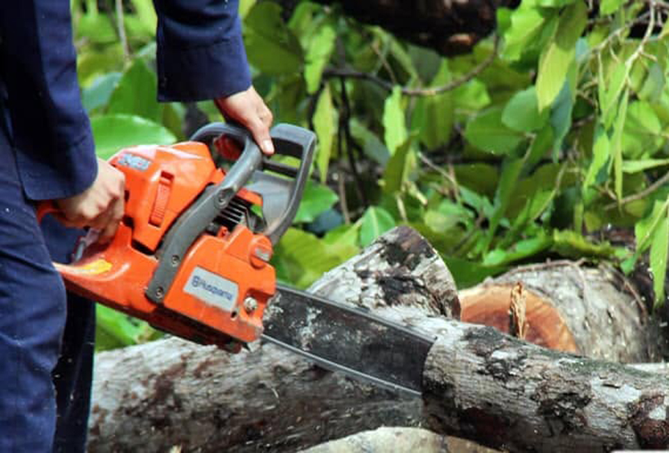 Dịch vụ cưa cây xanh hà nội