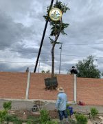 dịch vụ di chuyển cây tại hà nội