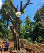 dịch vụ di chuyển cây xanh