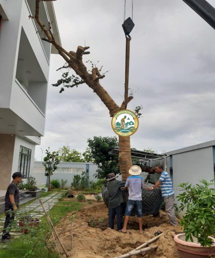 dịch vụ di dời cây tại hà nội