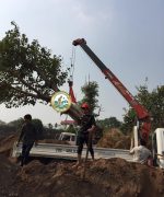 Dịch vụ di dời cây xanh