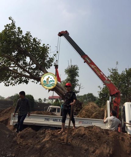 Dịch vụ di dời cây xanh