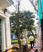 dịch vụ trồng cây