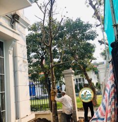 dịch vụ trồng cây