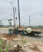 dịch vụ trồng cây hà nội