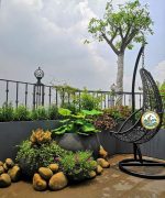 dịch vụ trồng cây sân thượng