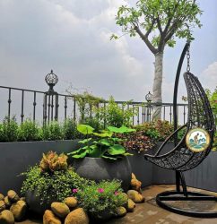 dịch vụ trồng cây sân thượng