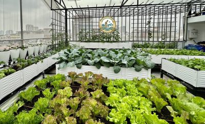 Dịch vụ trồng rau sân thượng